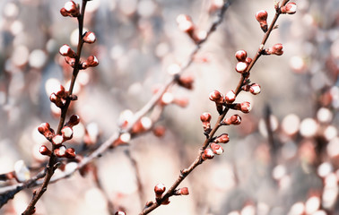 Pop-up buds of apricot tree flowers. Spring flowering of apricot tree.