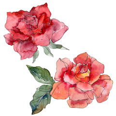 Red Rose floral botanical flower. Watercolor background illustration set. Isolated rose illustration element.