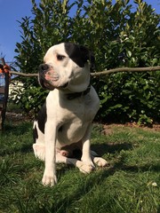 Bulldogge sitzt auf einer Wiese