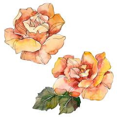 Orange Rose floral botanical flower. Watercolor background illustration set. Isolated rose illustration element.