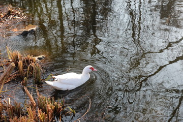 Canard de Barbarie femelle