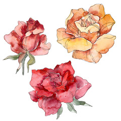 Orange and red Rose floral botanical flower. Watercolor background illustration set. Isolated rose illustration element.