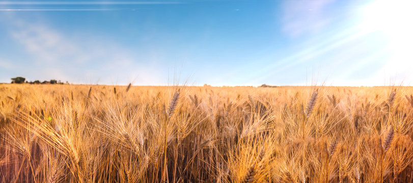 Spighe di grano pronte per il raccolto e la produzione di farina integrale.