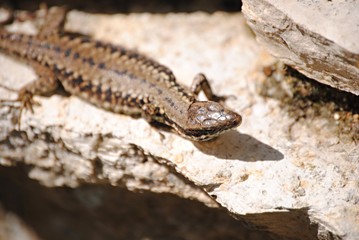 Lézard