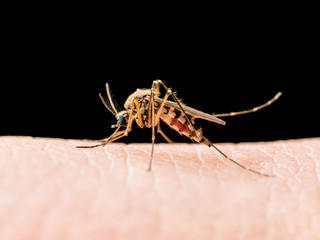 Encephalitis, Yellow Fever, Malaria Disease or Zika Virus Infected Culex Mosquito Parasite Insect Macro Isolated on Black Background