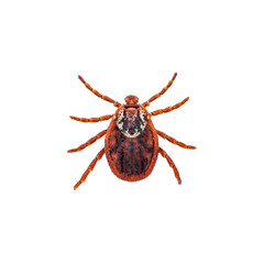 Encephalitis Virus or Lyme Borreliosis Disease or Monkey Fever Infectious Dermacentor Tick Arachnid Parasite Insect Macro Isolated on White