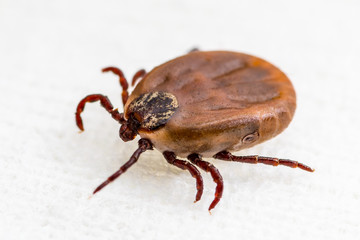 Encephalitis Virus or Lyme Borreliosis Disease or Monkey Fever Infectious Dermacentor Tick Arachnid Parasite Insect Macro on White Background
