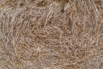 Hay dry yellow straw grass background texture after harvest close up