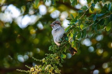 bird on a branch