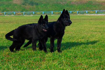 Dogs breed German Shepherd