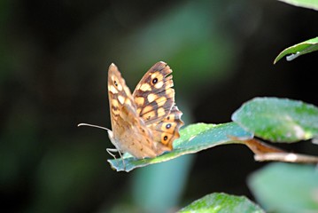 Papillon