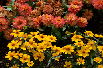 2列に並んで咲いている赤と黄色のジニア（ヒャクニチソウ）