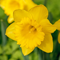 Flower daffodils closeup