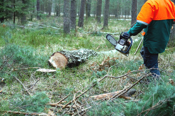 A man working a chainsaw sawing a tree that falls to the ground. Deforestation. Cut wood into pieces for further transportation