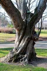 Tronc d'arbre dans un parc