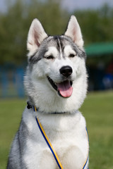  Portrait of female grey siberian husky on dow show