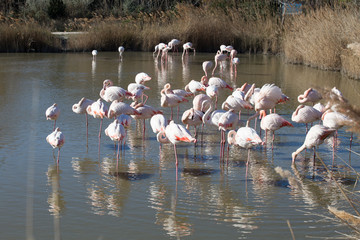 Naklejka premium Flamants roses dans le parc ornithologique du pont de gau prés de l'étang de Gines aux Saintes Maries de la Mer en Camargue - Bouches du Rhône - Occitanie - France