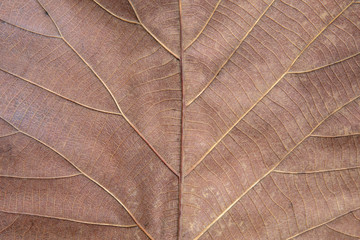 texture of leaf