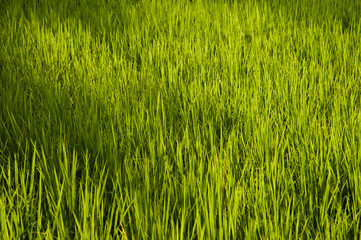 green riced field background