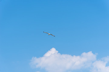 Seagull flying against blue sky with copyspace