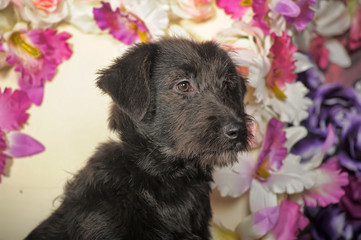 black puppy on a background of flowers in the studio