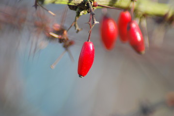 Rote Beeren - Gewöhnliche Berberitze (Berberis vulgaris)