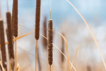 Bulrushes or cattails on a blurry background