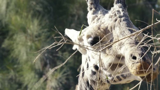 giraffe eating tree branches