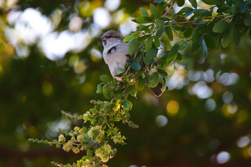 bird on a branch