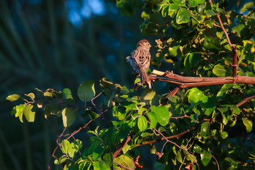 bird on a branch