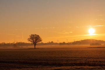 Tree in the fog on a field at sunrise