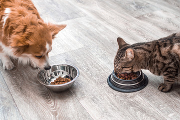 Dog and cat eat together dry food from bowls in the kitchen