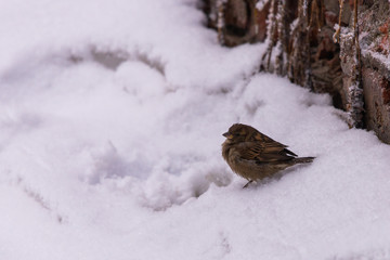 Frozen sparrow sitting on the snow in winter in search of food