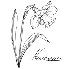 Vector Narcissus floral botanical flower. Black and white engraved ink art. Isolated narcissus illustration element.