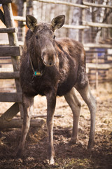 Fototapeta premium A young elk with brown hair stands on the territory of the reserve with a gps tracker around its neck. The moose has eaten and is ready to go on a walk in protected areas.