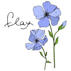 Obraz na płótnie Canvas Vector Blue Flax floral botanical flower. Engraved ink art. Isolated flax illustration element on white background.
