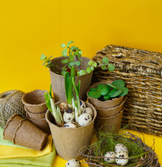 Easter decorative composition on a yellow background.Nest with quail eggs.