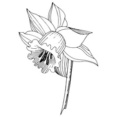 Vector Narcissus floral botanical flower. Black and white engraved ink art. Isolated narcissus illustration element.