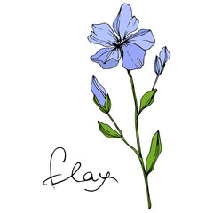 Vector Blue Flax floral botanical flower. Engraved ink art. Isolated flax illustration element on white background.
