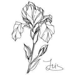 Vector Iris floral flower. Black and white engraved ink art. Isolated iris illustration element on white background.