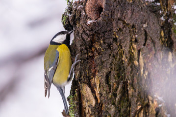 Beautiful small bird great tit or Parus major bird sitting on the snow covered tree branch in winter