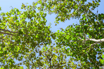 green leaves and blue sky