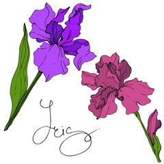 Vector Purple and maroon Iris floral botanical flower. Engraved ink art. Isolated iris illustration element.