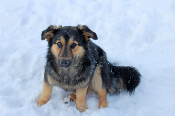 sad stray dog sitting on the snow