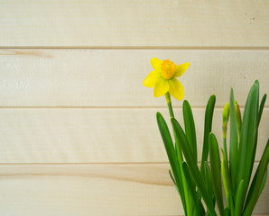 Easter eggs basket flowers spring transplant of flowers nest tools. Narcissus