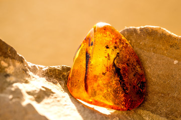 Amber in sun with inclusions
