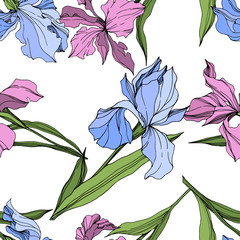 Vector Pink and blue iris floral botanical flower. Engraved ink art. Seamless background pattern.