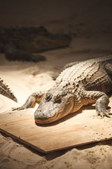Little alligator on a show in Everglades National Park, Florida, America.