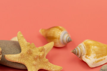 Close - up of a starfish. Clam shells in the background are out of focus.