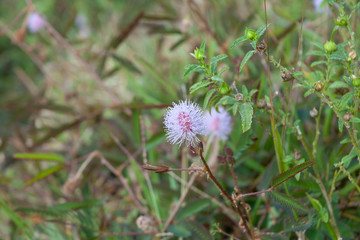 Sensitive plant in the Philippines